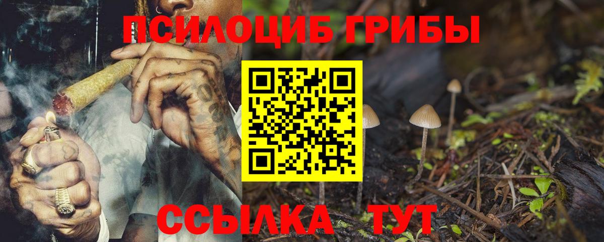 Тайшет  Псилоцибиновые грибы мицелий  Псилоцибиновые грибы GOLDEN TEACHER  купить наркотик  Вход с VPN 